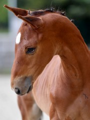 vizzinivantmerelsnestkga67041.jpg
