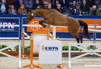 Flanders reference: U-Rock van de Heffinck invited for KWPN Stallion Test