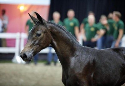 Flanders Foal Auction closes foal season with 20,070 euros average