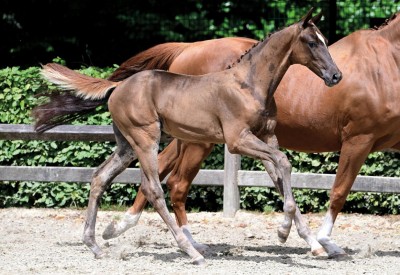 Flanders Foal Auction: “When you go to Germany, you better have something good to offer”