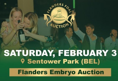 Flanders Embryo Auction: One more blast before foals will be born