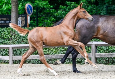 Flanders Foal Auction passes German border with 25 foals