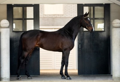 Maikel van der Vleuten's new 'Verdi' sold at Flanders Foal Auction