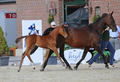 Holger Hetzel about Flanders Foal Auction: “Foals make people crazy”
