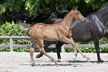 paard-20230527-pf27435.jpg
