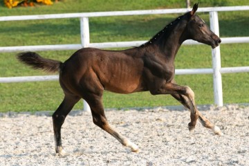 paard-chac-3.jpg