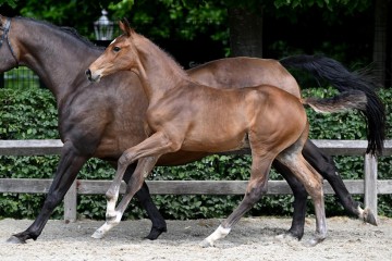 paard-chacco-balou-1.jpg