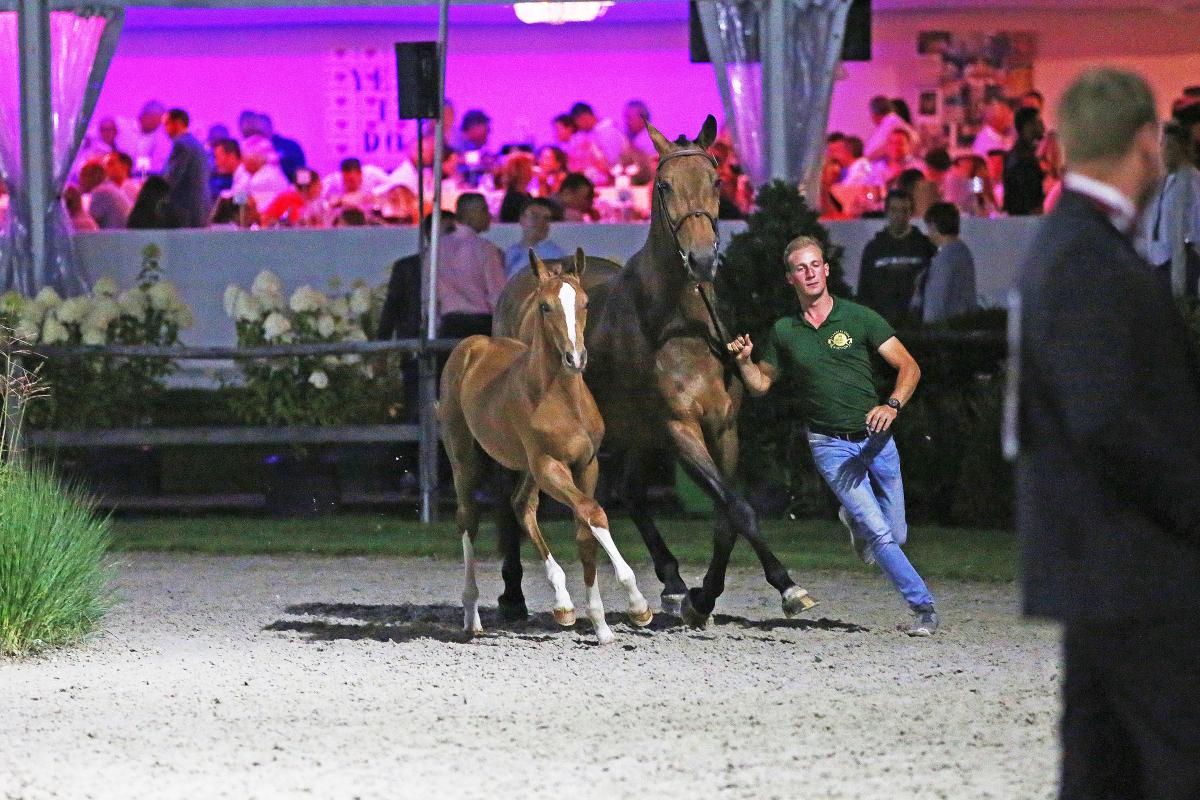 Flanders Foal Auction continues its auction